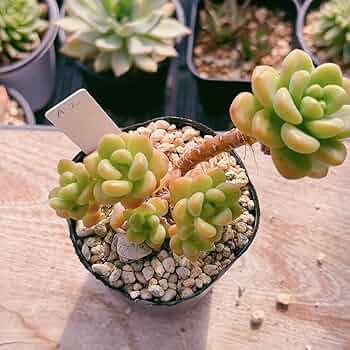 多肉植物　寄せ植え　韓国苗　ブック　a 多肉植物 寄せ植え 韓国苗 特大 - メルカリ